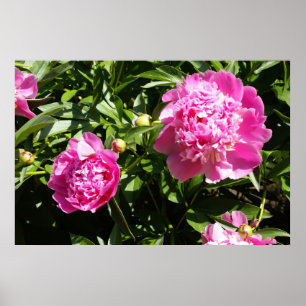 Dark pink peonies poster