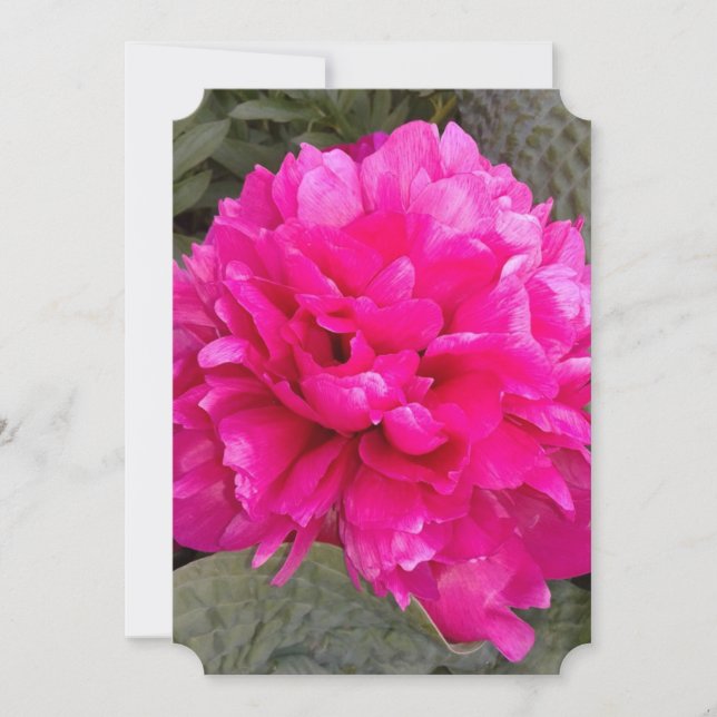 Dark Pink Peony Flower Blank Greeting Card (Front)