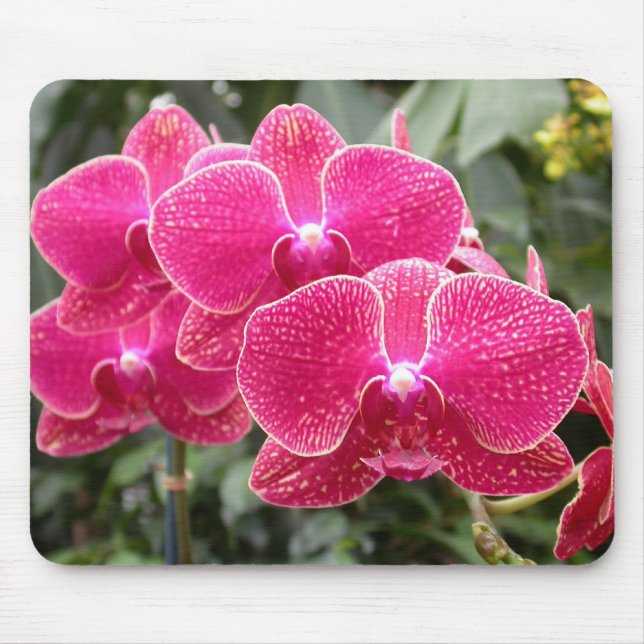 Dark Pink Phalaenopsis Mouse Pad (Front)