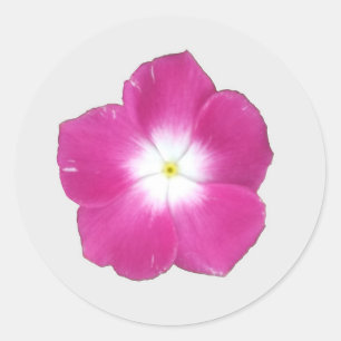 Dark Pink Phlox Stickers
