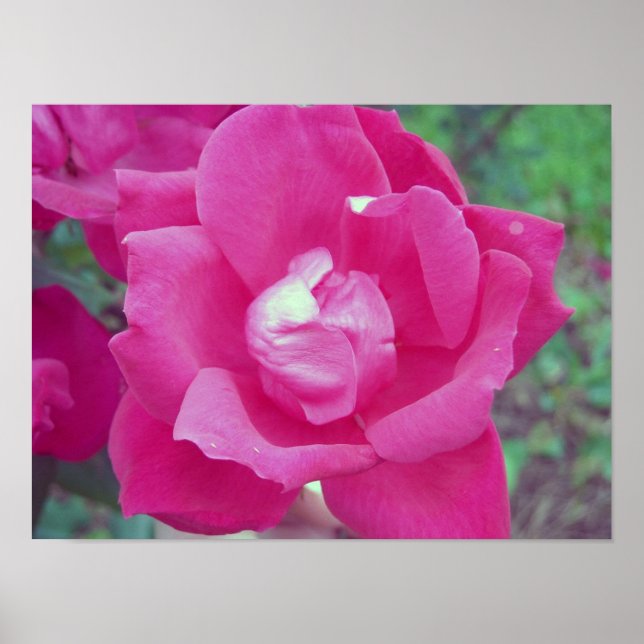 Dark Pink Rose Photo Poster (Front)