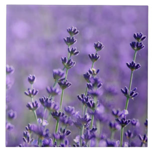 Dark Purple Lavender Flowers Ceramic Tile