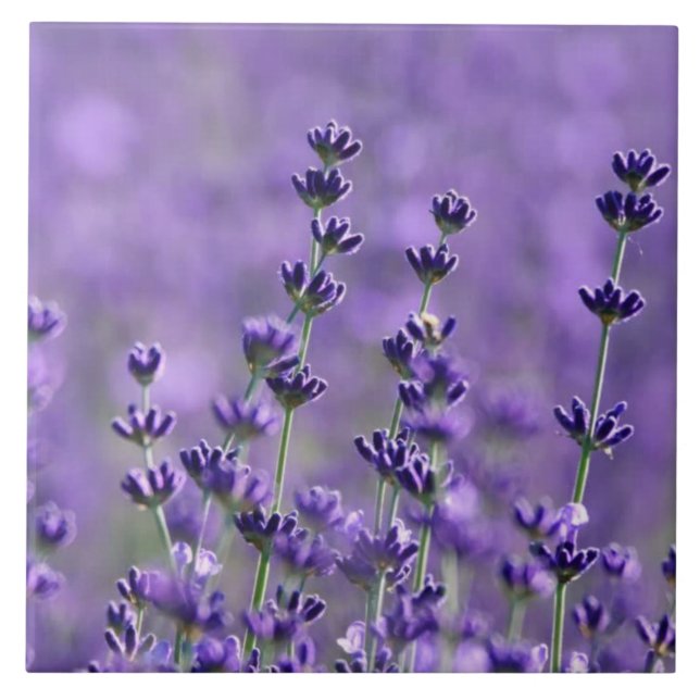 Dark Purple Lavender Flowers Ceramic Tile (Front)