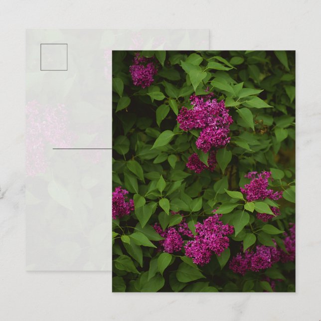 Dark purple lilac tree, Greeting Postcard (Front/Back)