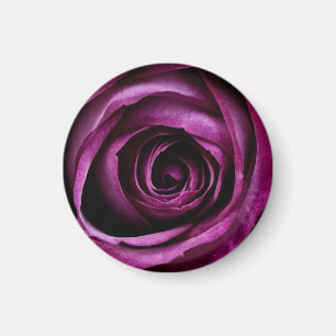 Dark Purple Rose Close Up Magnet