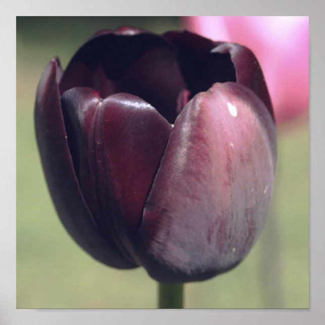 Dark Purple Tulip Flower Poster (Front)