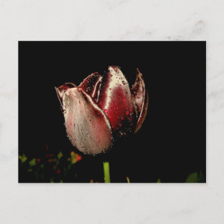 Dark Purple Tulip Postcard