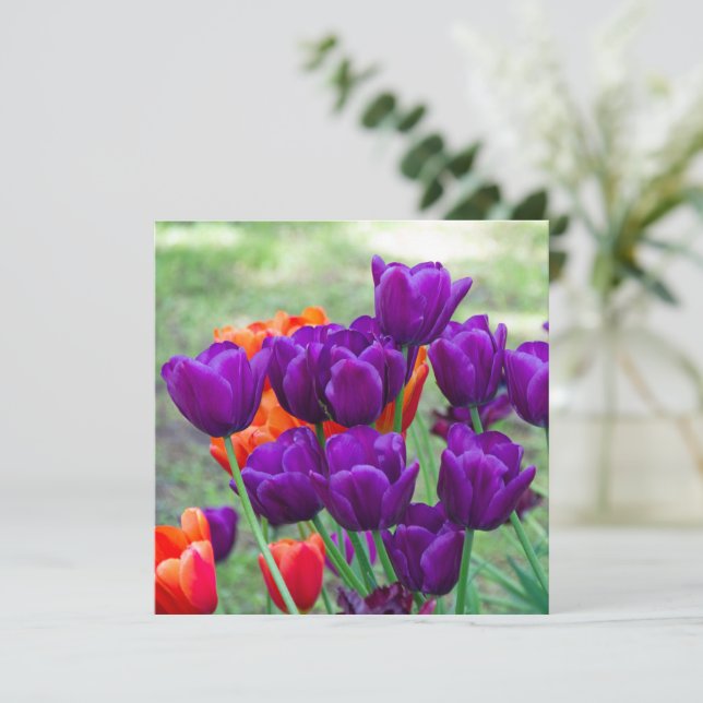 Dark purple tulips  (Standing Front)