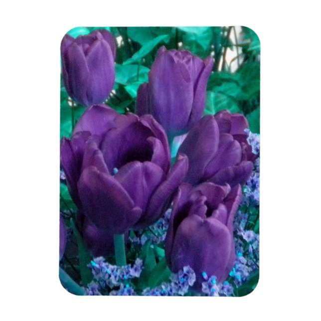 Dark Purple Tulips Fridge magnet (Vertical)