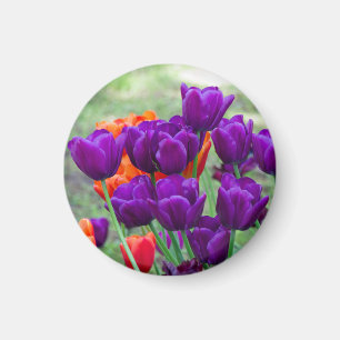 Dark purple tulips magnet