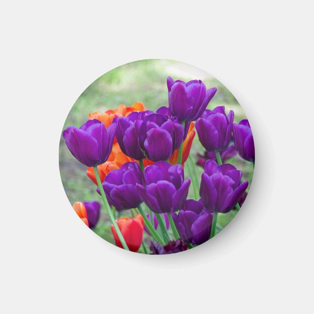 Dark purple tulips  magnet (Front)
