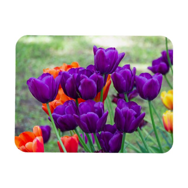 Dark purple tulips  magnet (Horizontal)