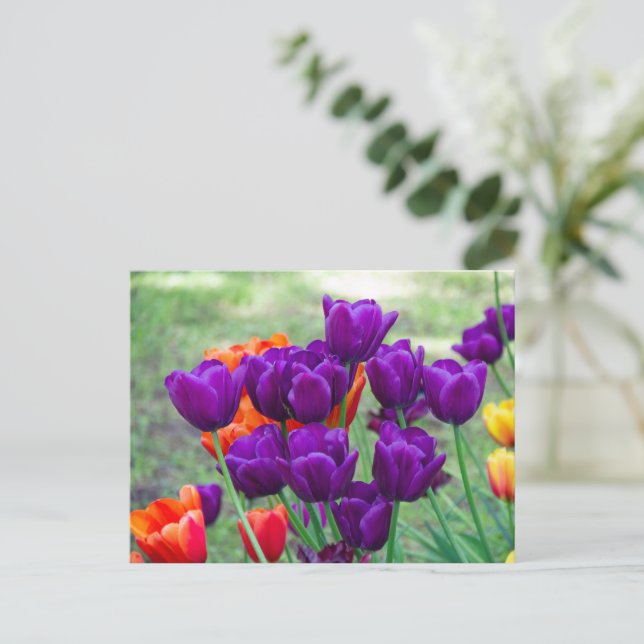 Dark purple tulips  postcard (Standing Front)