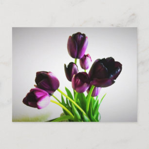 Dark Purple Tulips Postcard