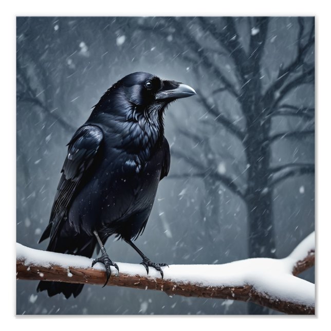 Dark Raven Black Bird Photo Print (Front)