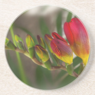 dark red freesia coaster