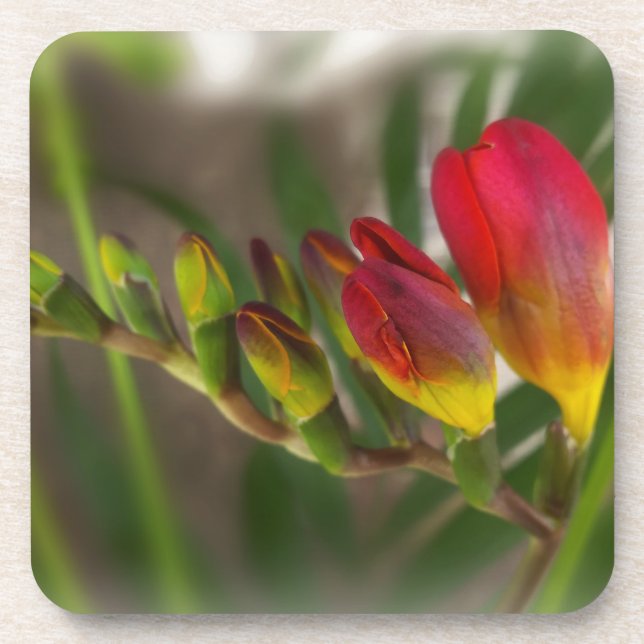 dark red freesia coaster (Front)