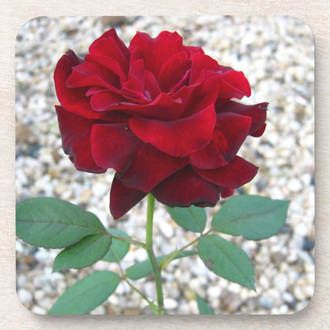 Dark Red Rose Coaster (Front)