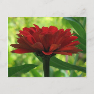 Dark Red Zinnia Postcard