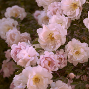 Dark romantic roses postcard