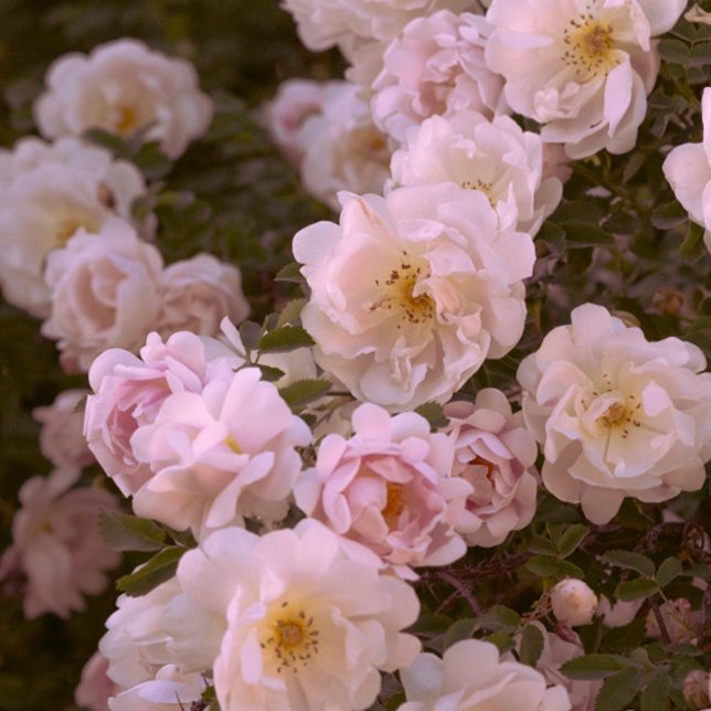 Dark romantic roses postcard (Creator Uploaded)