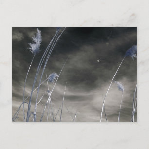 Dark sunny sky/Infrared Photography Postcard