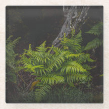 Dark woodland forest ferns, moody aesthetic