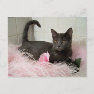 darling Arys Postcard
