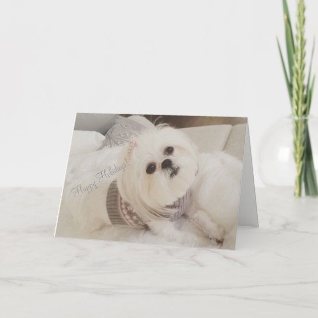 Darling Ava White Shih Tzu puppy Christmas card (Front)