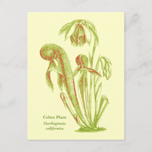 Darlingtonia californica, Carnivorous Plant Postcard