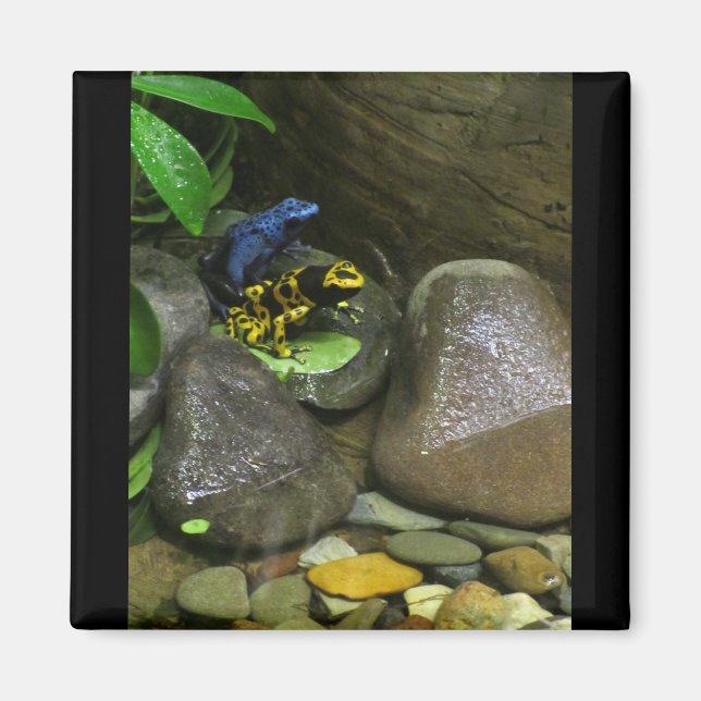 Dart Frog Buddies Magnet (Front)