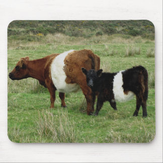 Dartmoor Belted Galloway Cow And Calf Mouse Pad