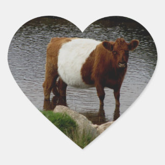 Dartmoor Belted Galloway Cow Standing In River Heart Sticker