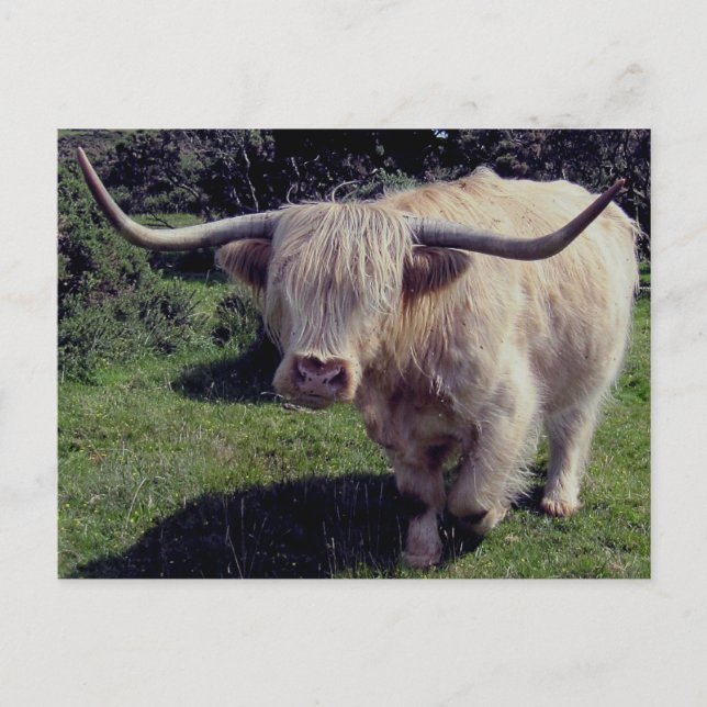 Dartmoor Highland Cow On The Move Postcard (Front)