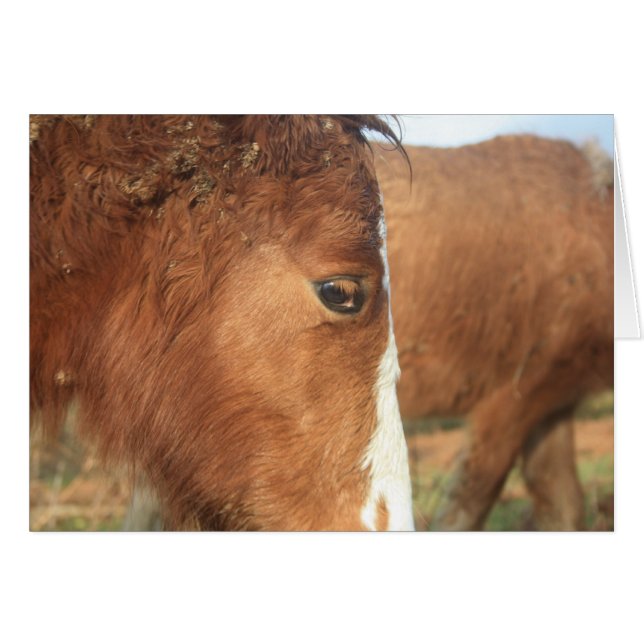 Dartmoor Ponies (Front Horizontal)