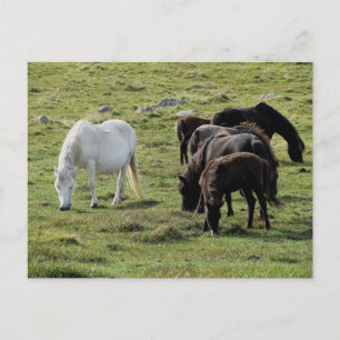 Dartmoor Ponies Grazeing Summer Postcard