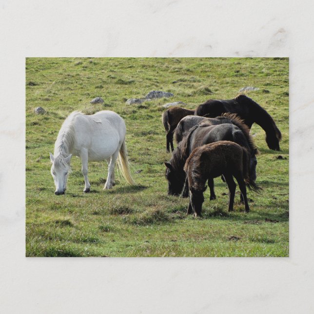 Dartmoor Ponies Grazeing Summer Postcard (Front)