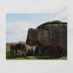 Dartmoor Ponies Sheltering Bone Hill Rocks .1. Postcard