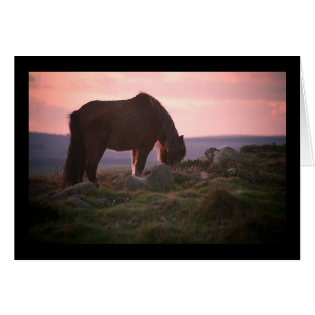 Dartmoor Pony at Sunset (Front Horizontal)