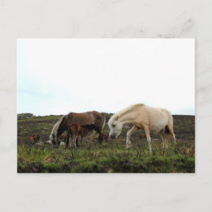 Dartmoor Wild Ponies Postcard