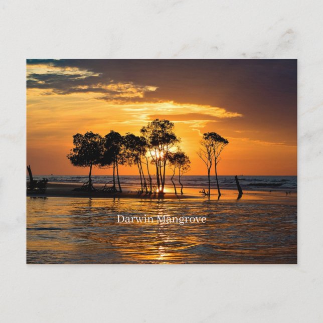 Darwin mangrove, Australia Postcard (Front)