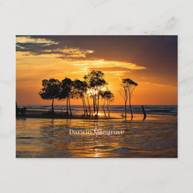 Darwin Mangrove  Postcard (Front)