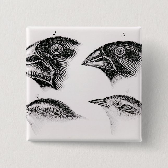 Darwin's bird observations 15 cm square badge (Front)
