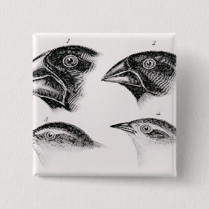 Darwin's bird observations 15 cm square badge