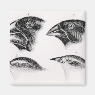 Darwin's bird observations magnet