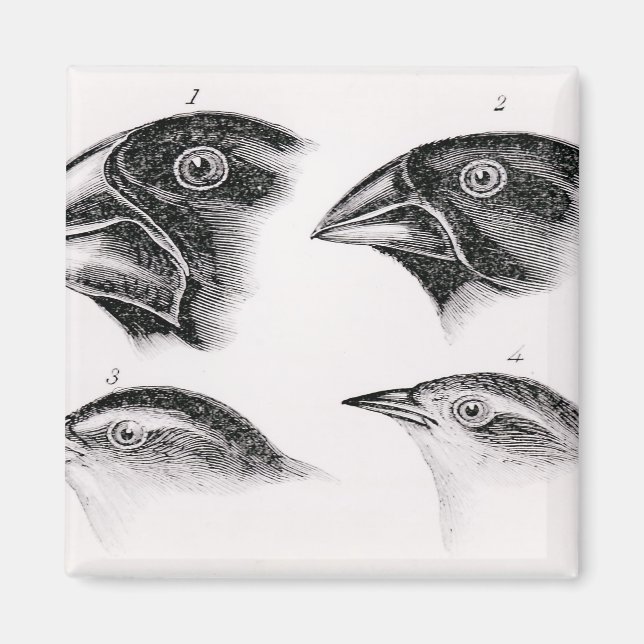 Darwin's bird observations magnet (Front)