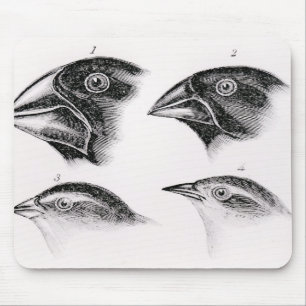 Darwin's bird observations mouse pad