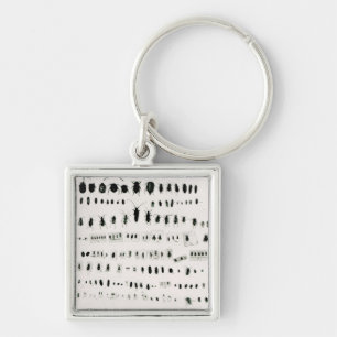 Darwin's insect collection key ring