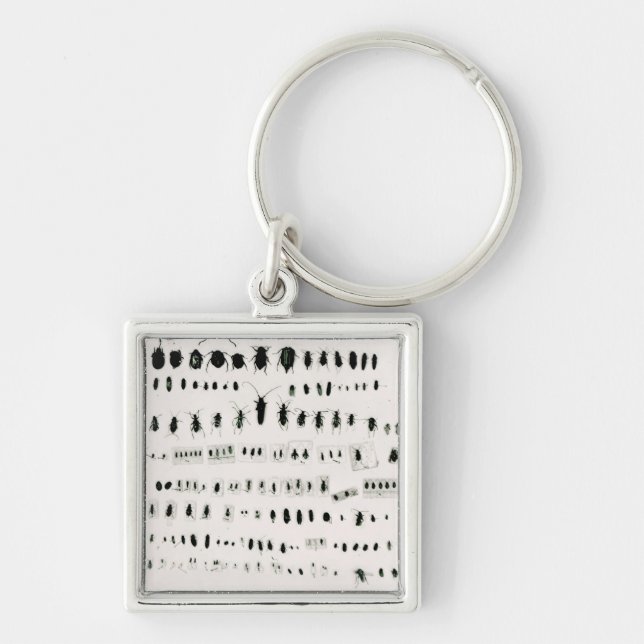 Darwin's insect collection key ring (Front)