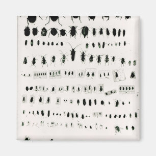 Darwin's insect collection magnet